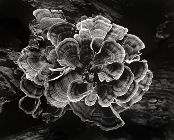A black and white photo of a plant
