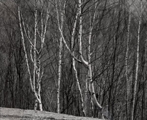 A black and white photo of trees in the woods.