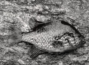 A fish is laying on the ground in black and white.
