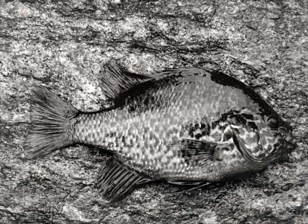 A fish is laying on the ground in black and white.
