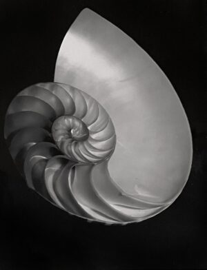 A close up of the shell of an animal