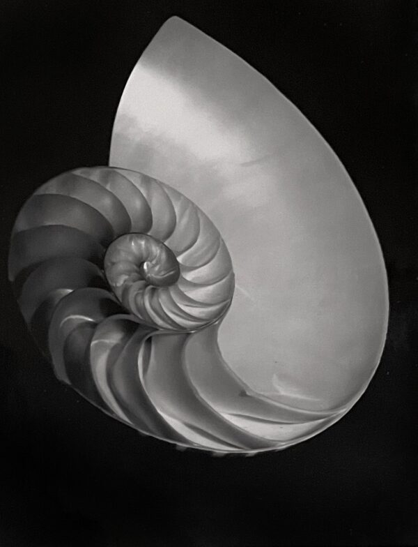 A close up of the shell of an animal