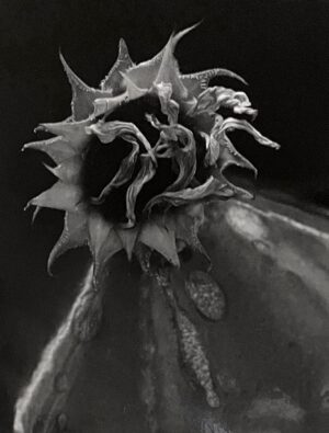 A black and white photo of a flower