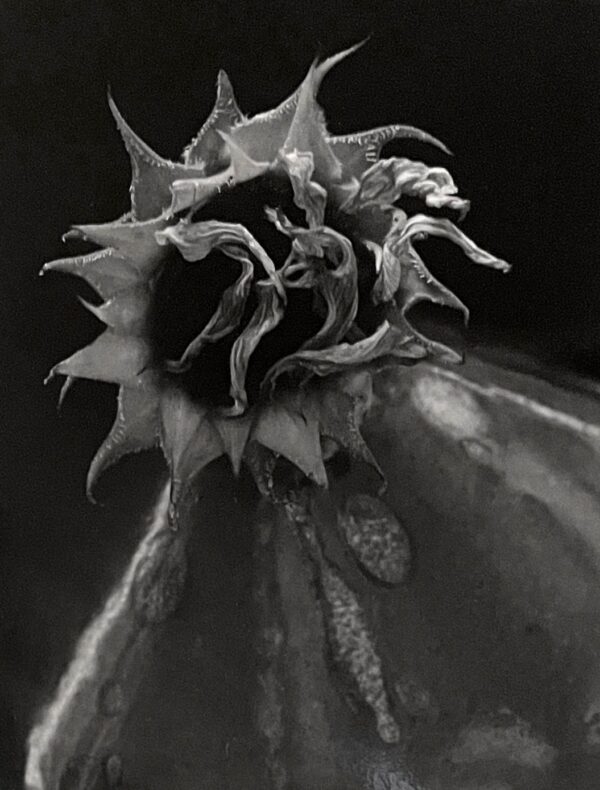 A black and white photo of a flower