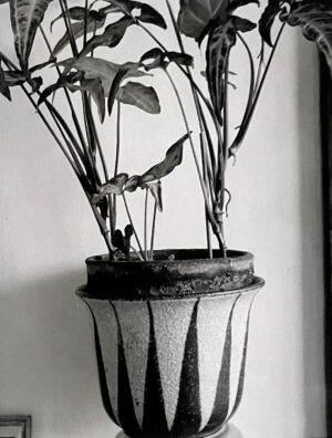 A black and white photo of a plant in a vase.