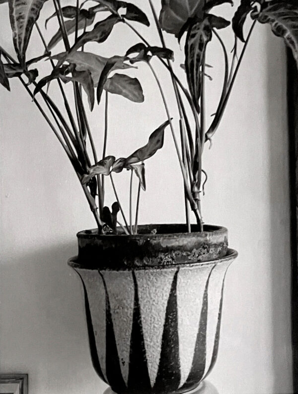 A black and white photo of a plant in a vase.