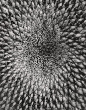 A black and white photo of an abstract pattern.