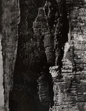 A black and white photo of some trees