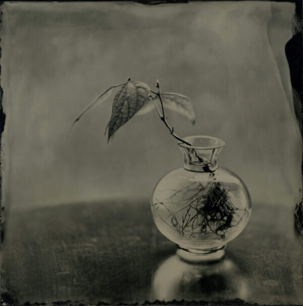 A black and white photo of a plant in a vase.