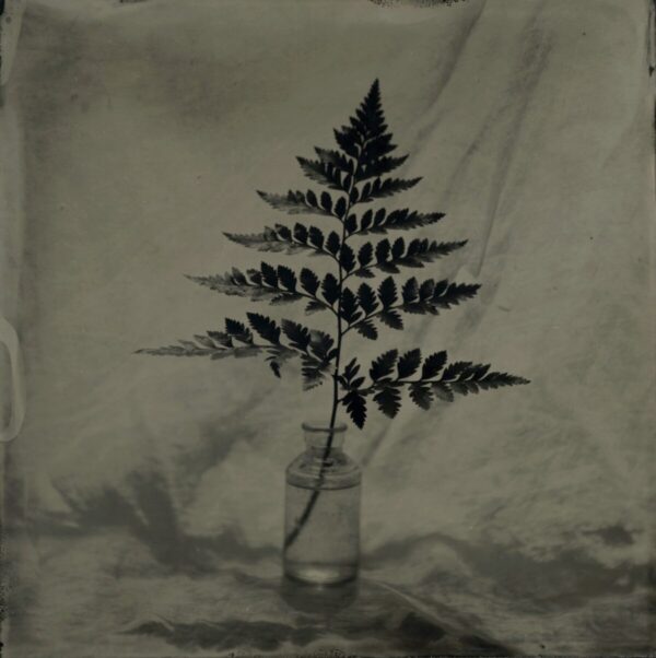 A fern in a glass vase on top of a table.