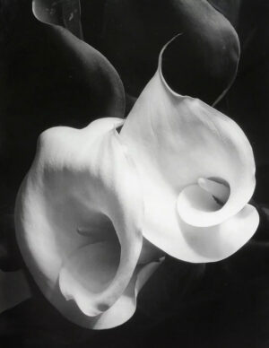 A black and white photo of an arum lily.