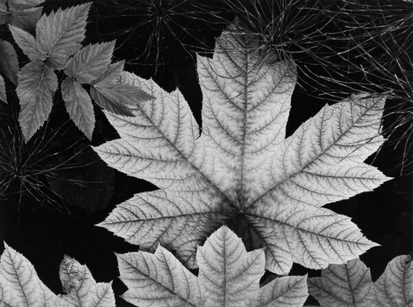 A black and white photo of leaves in the dark.