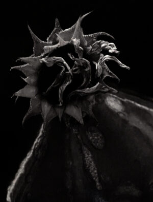 A black and white photo of a flower