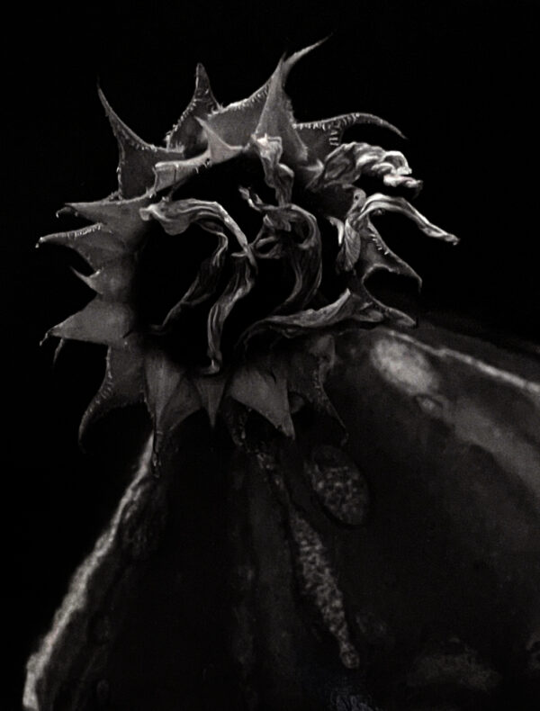 A black and white photo of a flower