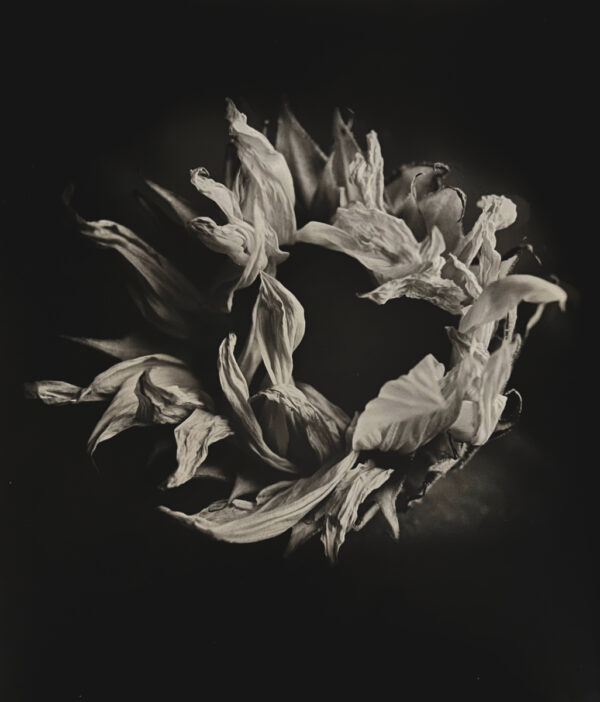 A black and white photo of a flower