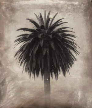 A black and white photo of a palm tree.