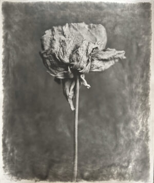A black and white photo of an old flower.