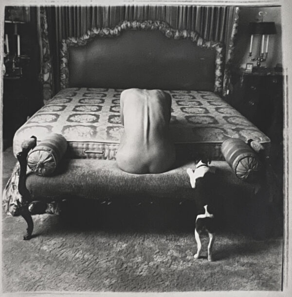 A dog standing on the floor next to a bed.
