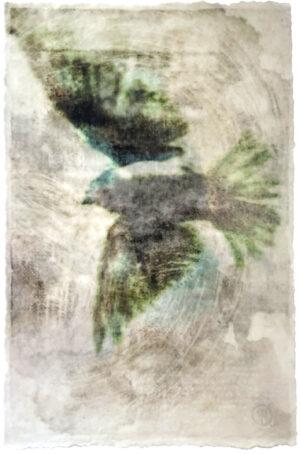 A bird flying in the air with its wings spread.