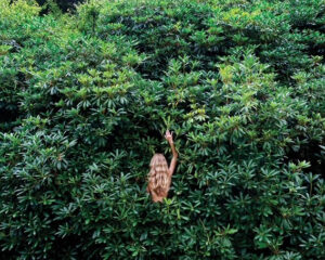 A person in the middle of bushes with their arms up.