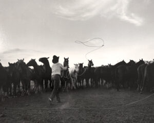 A man is throwing a rope to horses.