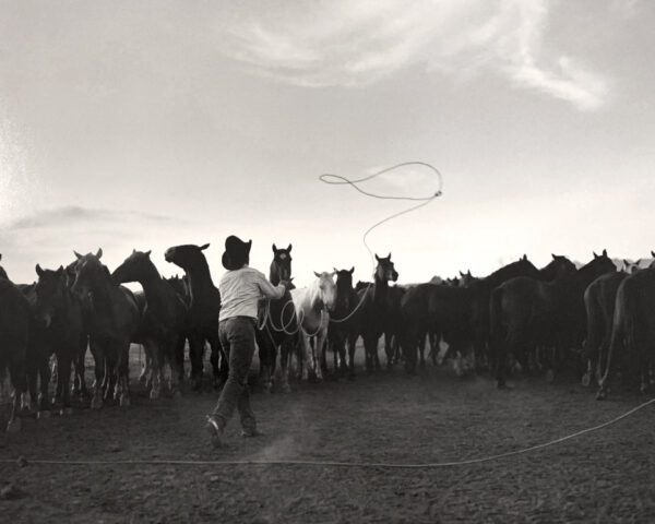 A man is throwing a rope to horses.