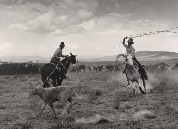 Two men on horses are herding a goat.