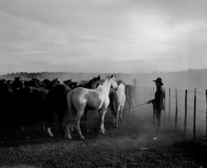 A man standing next to horses in a fenced area.