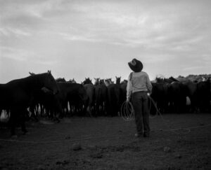 A man in cowboy hat standing next to a herd of cattle.