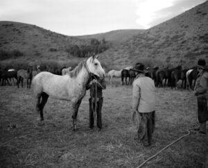 A man standing next to two horses in the grass.