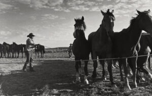 A group of horses standing on top of a dry grass field.