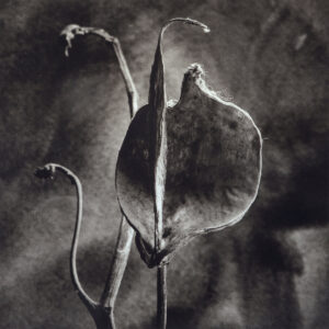 A black and white photo of a plant