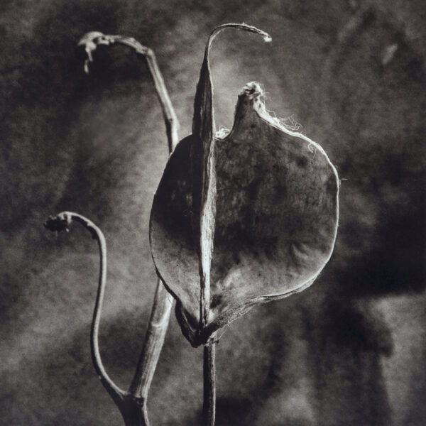 A black and white photo of a plant