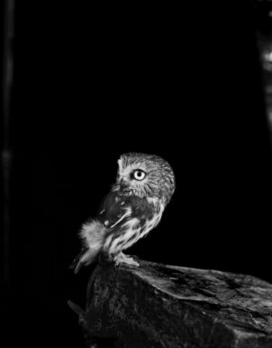 A black and white photo of an owl sitting on a tree branch.