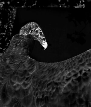A black and white photo of an animal.