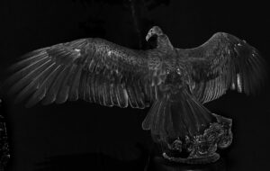 A black and white photo of an eagle