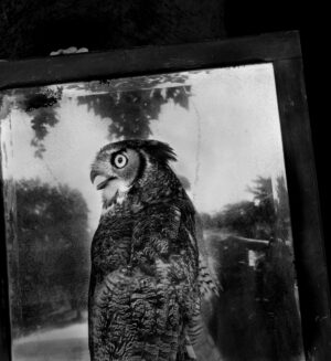 A black and white photo of an owl in front of trees.