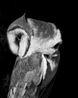 A black and white photo of an owl.