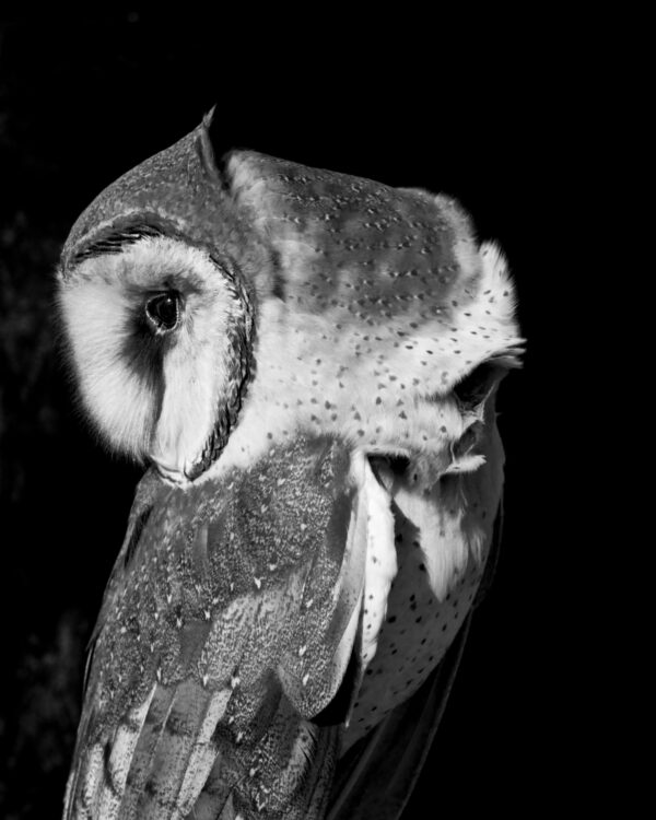 A black and white photo of an owl.
