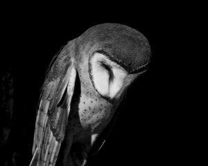 A black and white photo of an owl