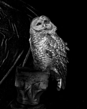 A black and white photo of an owl