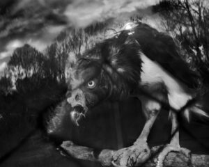 A black and white photo of an animal.