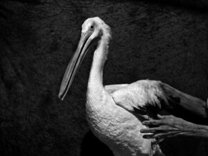 A bird with long legs and a beak.