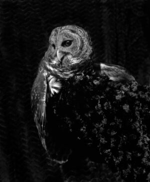 A black and white photo of an owl.
