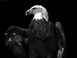 A bald eagle is standing in the dark.