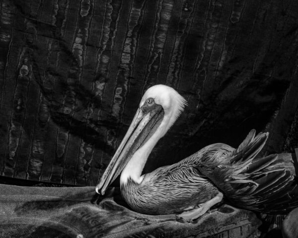 A pelican sitting on top of a couch.