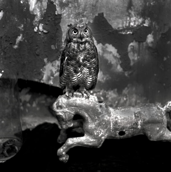 A black and white photo of an owl perched on a branch.