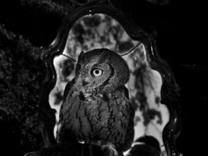 A black and white photo of an owl in front of a mirror.
