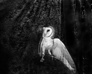A black and white photo of an owl