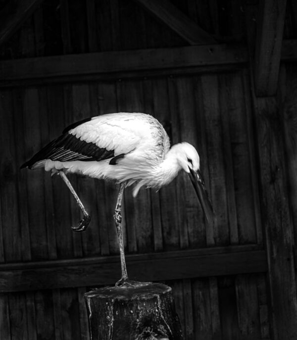A bird standing on top of a pole.